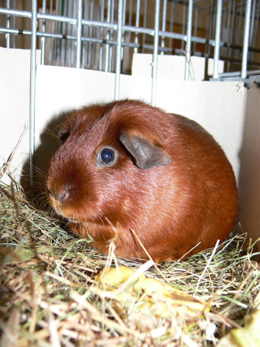 2025-11-12-morčata plísně-554597106_24879751058286157.jpg